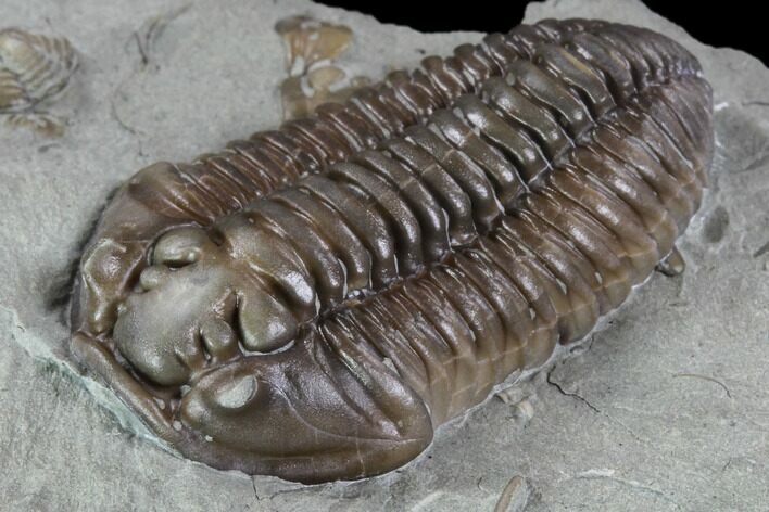 Inflated Flexicalymene Trilobite - Top Quality Example #85586